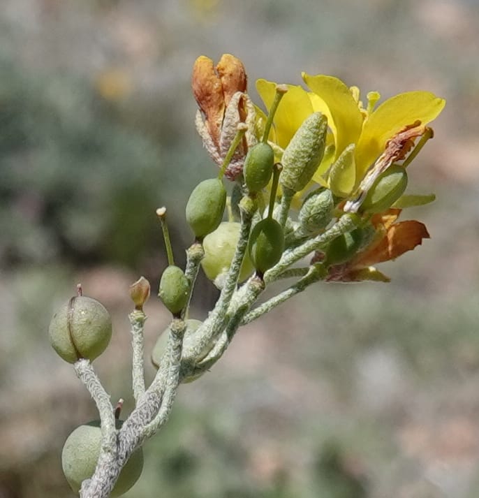 Lesquerella gordonii, C. Davidson 13997--AZ. Cochise Co. Geronimo Trail Rd. 10 Apr 2019. DSC07357 (75).JPG