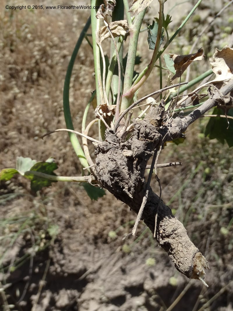 Asteriscium chilensis, Davidson, C 12819--Chile. Ruta J-55 east of Talca. 27 Nov 2014. DSC08479 (90).JPG