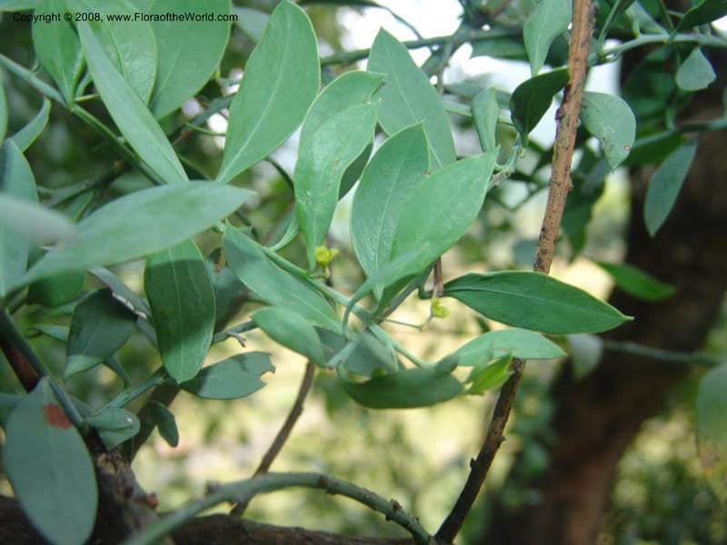 Osyris lanceolata--So.Africa. Mpumal. Buffelskloof Private Nat. Res. 17 Mch 05. 238.jpg