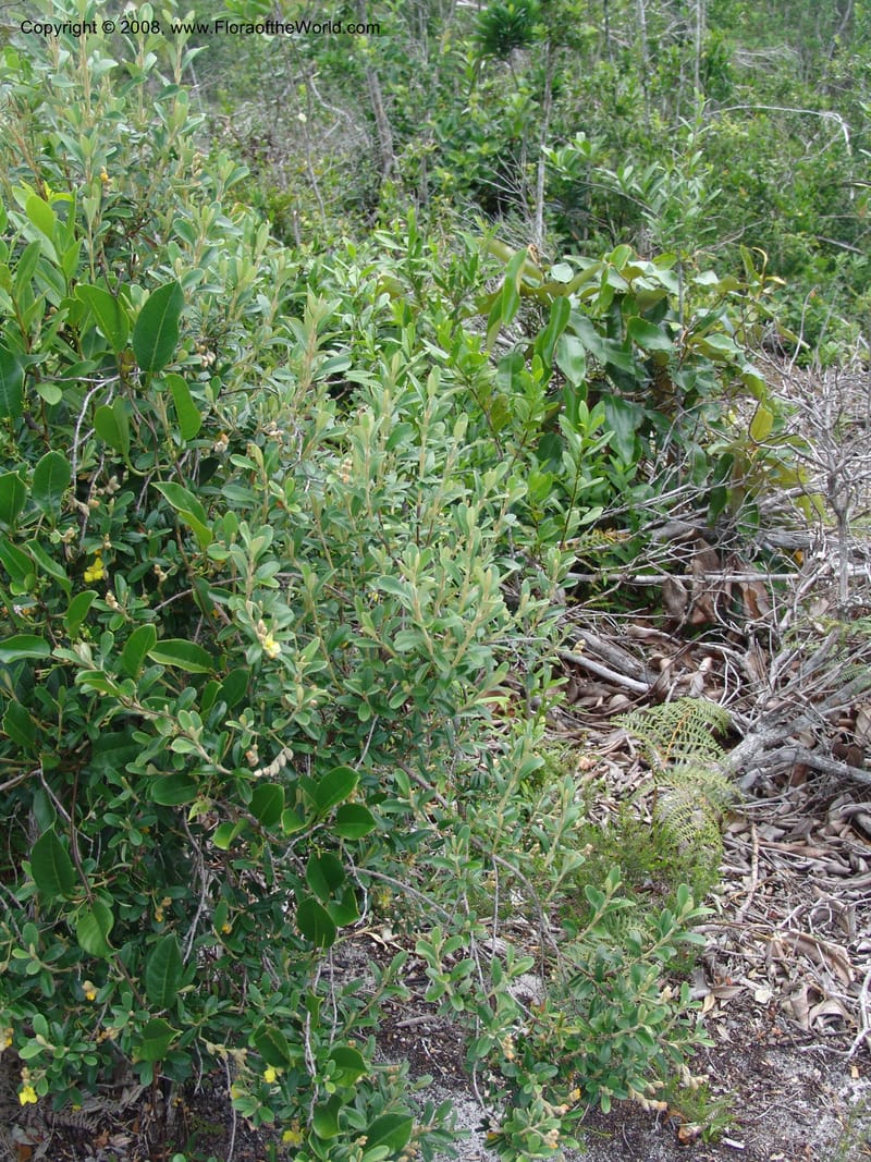 Hibbertia coriacea, not coll.--Madagascar. Prov. Toliar. Mandena Centr. Res Ecol. 19 Jan 06. 108.jpg
