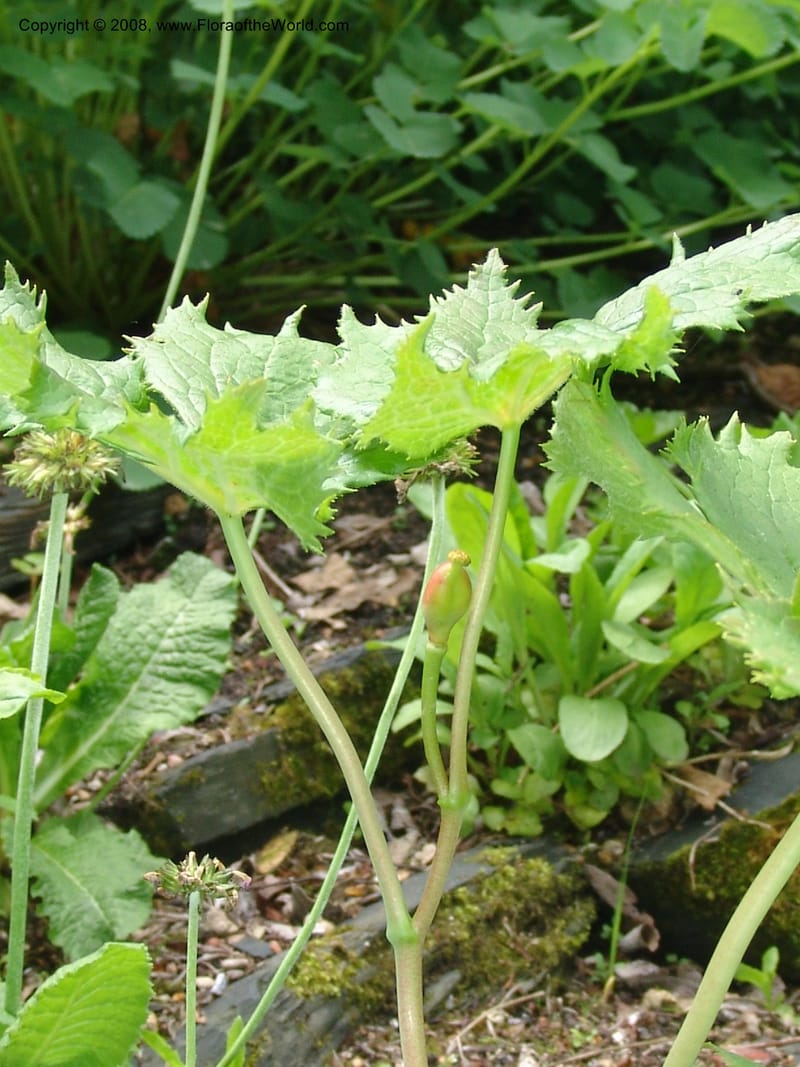 Podophyllum hexandrum--France. Paris. Jardin des Plantes. 28 Apr 05. 226.jpg