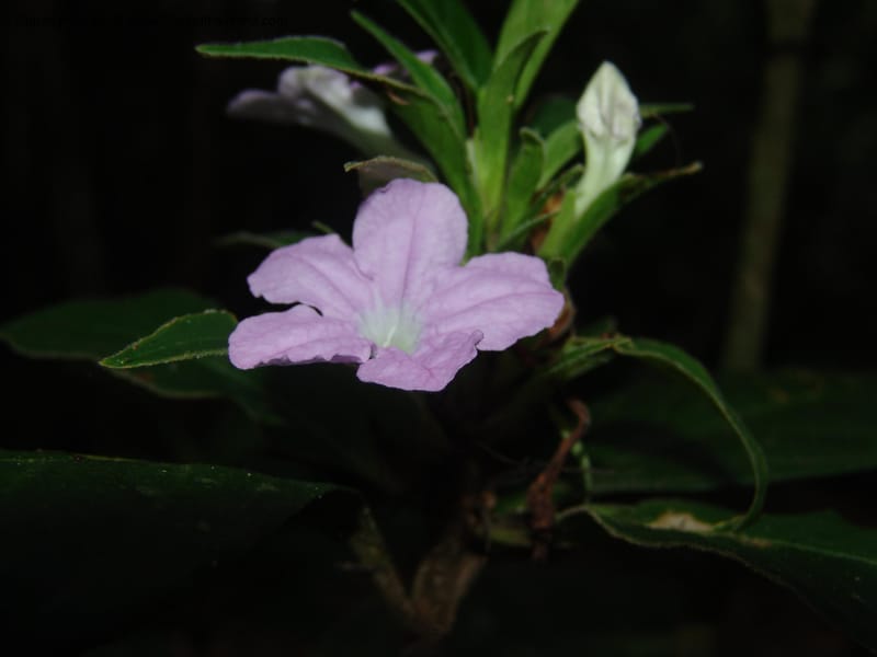 Ruellia yurimaguensis, AAraujo-M.1517A--Bolivia. Pq. Nac. Madidi. Laguna Chalalan. 26 Nov 04. 001.jpg