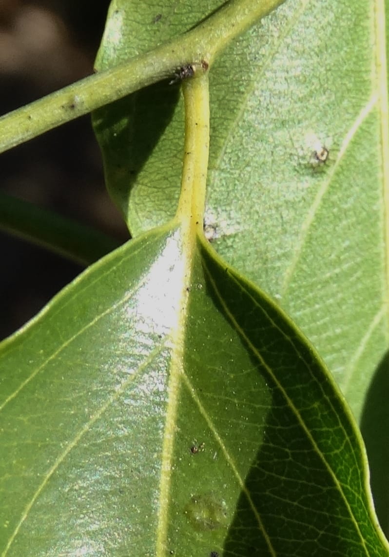 Ventilago, Bruy, D 114--New Caledonia. Tina. 10 Nov 2015. DSC00610 (157).JPG