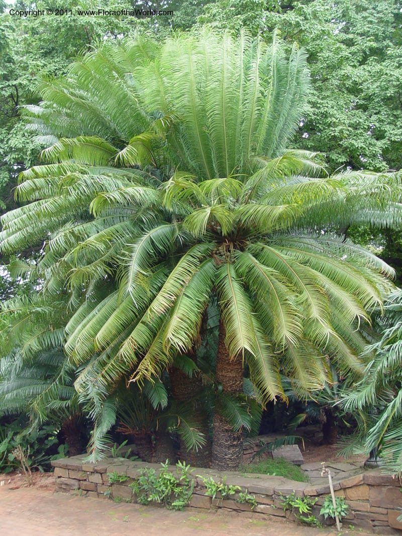 Cycas rumphii--So Afr. Durban Bot. Gard. 3 Oct 03. 016.jpg
