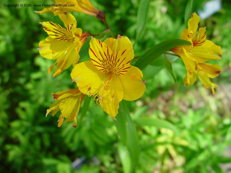 Alstroemeria aurantiaca. 50.1292--CA. UC Berkeley Bot. Gard. 10 Feb 03. 095.jpg