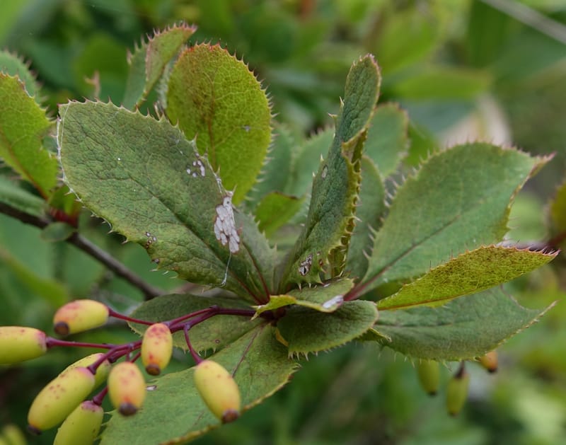 Berberis--Japan. Hokkaido. Teshio Exptl. For. 3 Aug 2016. DSC00757 (130).JPG