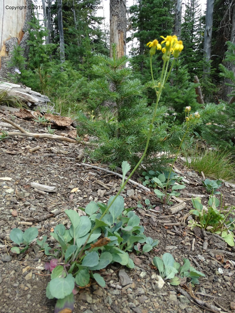 Senecio cymbalarioides, Davidson, C 12633--ID. Idaho Co. Seven Devils Campground. 11 Aug 2014. DSC00412 (110).JPG