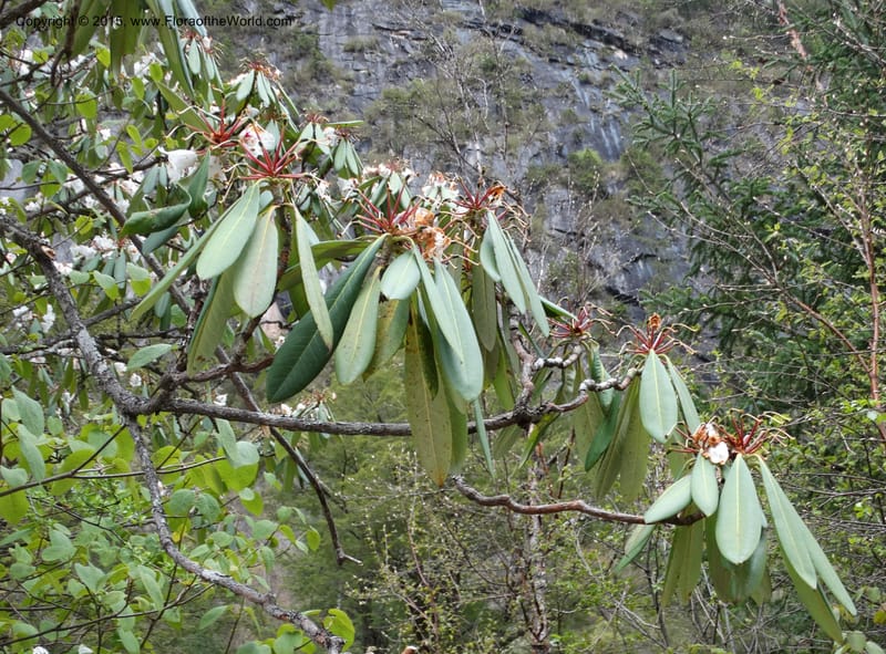 Rhododendron, Boufford, D 43641--China. Sichuan. XiaYingShan to XiangZhai. 10 May 2014. DSC05109 (251).JPG