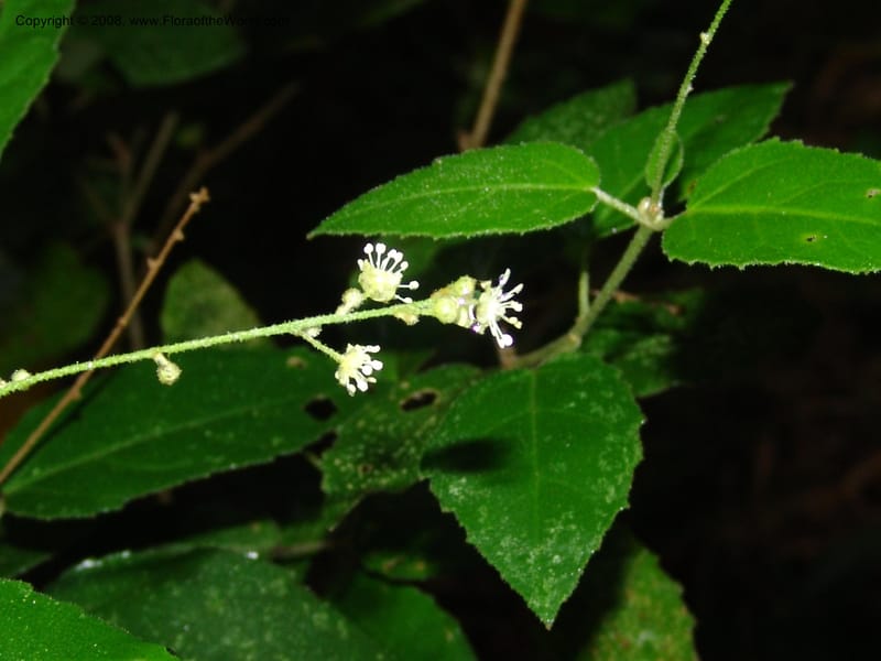 Croton--So.Africa. E. Cape. Umtiza Nature Res.. 7 Mch 05. 079.jpg