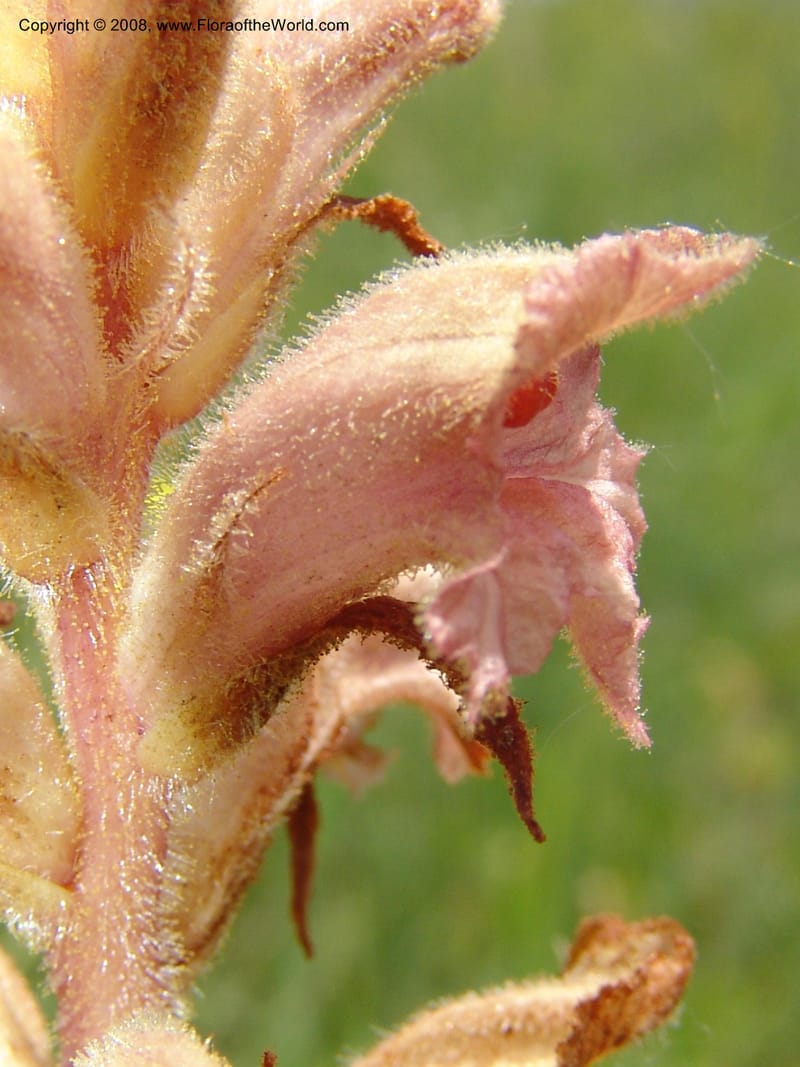 Orobanche--Georgia. Gori Upland, Gareji Steppe. Near salty lake. 9  Jun 05. 333.jpg