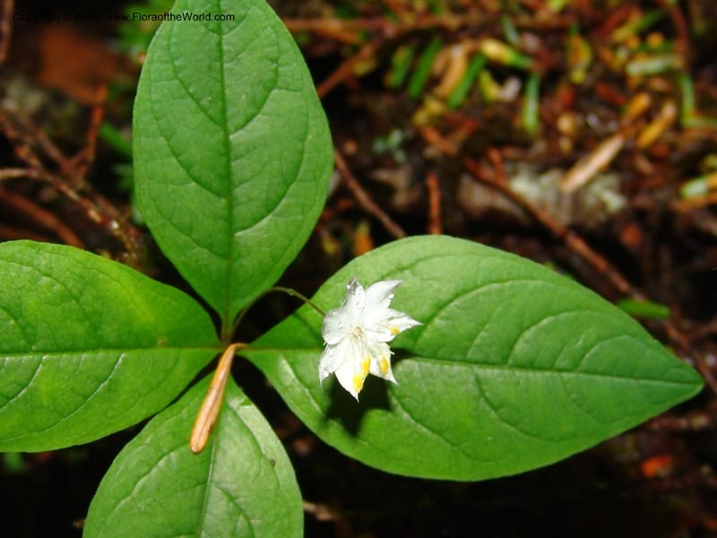Trientalis latifolia--WA. Grays Harbor Co. Quinault Rain For, Lake Quinault. 15 Jun 06 181.jpg