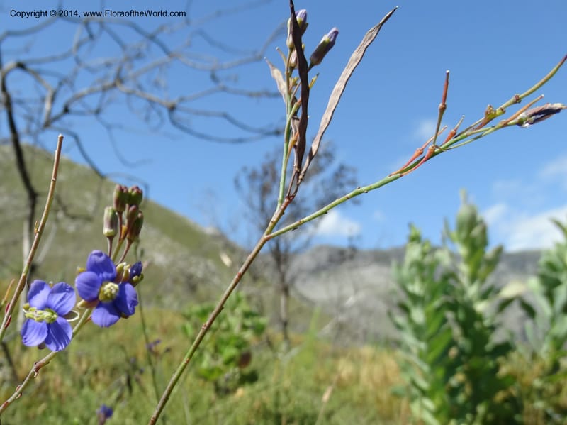 Heliophila, Davidson, C 12320--South Africa. Western Cape. E. side, Fernkloof. 24 Jan 2014. DSC01799 (174).JPG