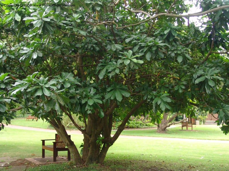 Barringtonia racemosa--So.Africa. Durban Bot. Garden. 14 Mch 05. 073.jpg