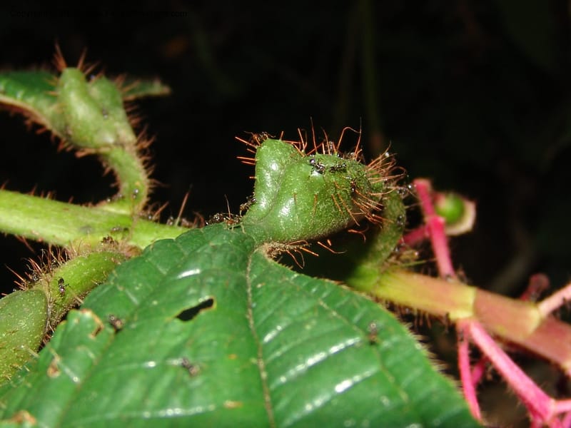 Tococa guianensis, AAraujoM1251--Bolivia. Pq. Nac. Madidi. Chalalan. Send. Anta. 30 Nov 04. 266.jpg