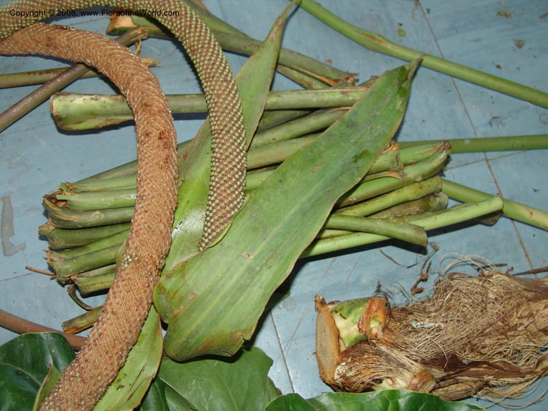 Anthurium, Croat93165--Ecuador. Prov. Carchi. El Chical-Tulcan. 10 Aug 04.021.jpg
