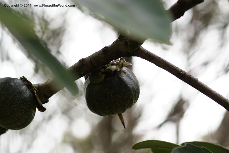 Strasburgeria robusta, Munzinger, J 4877--New Caledonia,  Dzumac, 20 Nov 2007, 28 (29).JPG