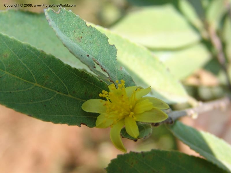 Grewia flava--So.Africa. Mpumal. S of Burgersfort. 16 Mch 05. 258.jpg