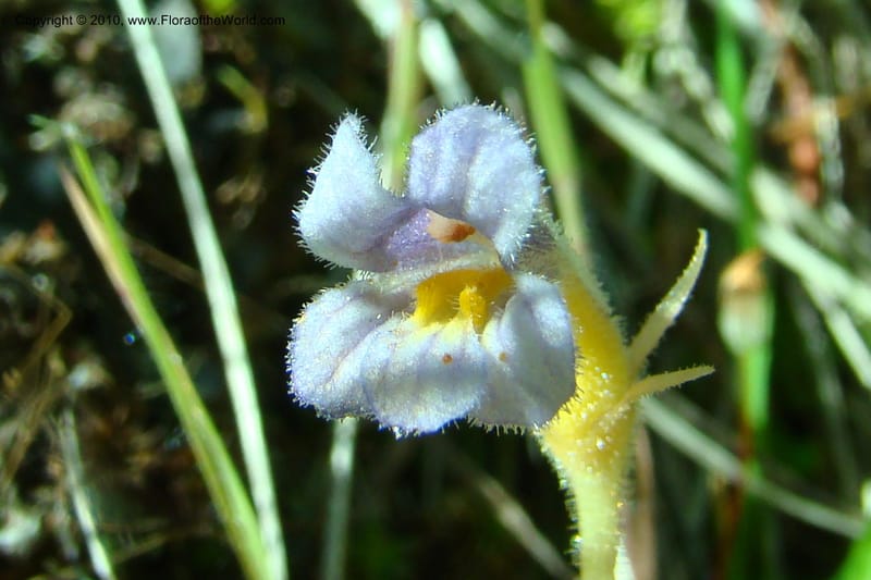 Orobanche uniflora, C. Davidson 11378--Idaho. Idaho Co. Salmon River. Polly Bemis Ranch. 27 May 2009. 040.jpg