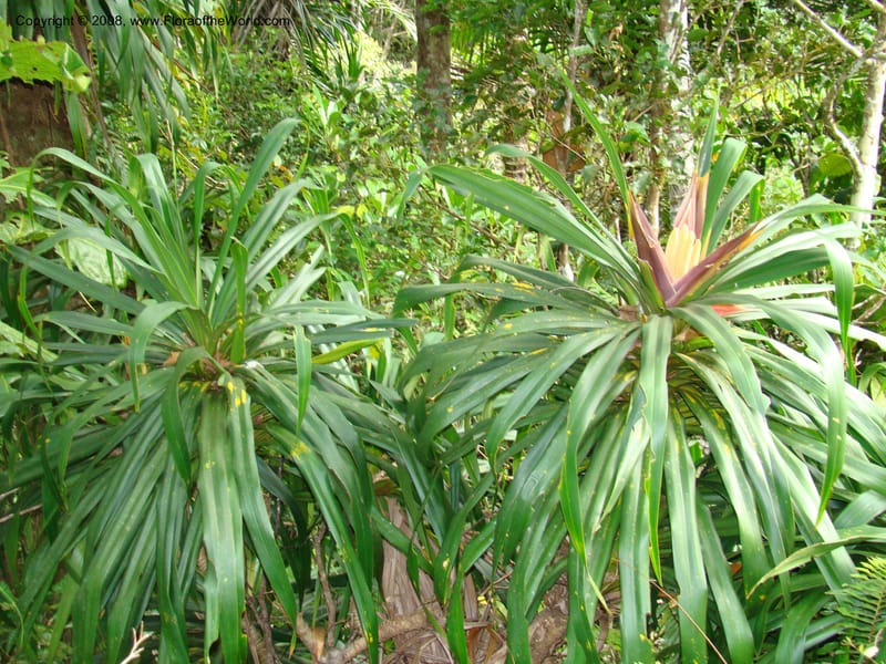 Freycinetia, JMunzinger4780--New Caledonia. Aoupinie. 15 Nov 07. 509.jpg
