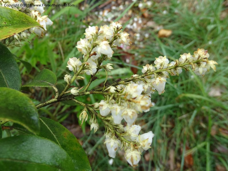 Pieris floribunda, Davidson, C 12956--North Carolina. Trans. Co. Devil's Courthouse View. 12 May 2015. DSC04151 (19).JPG