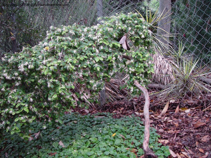 Loropetalum chinense--CA. UCLA. Mathias Bot. Gard. 13 Feb 03. 206.jpg