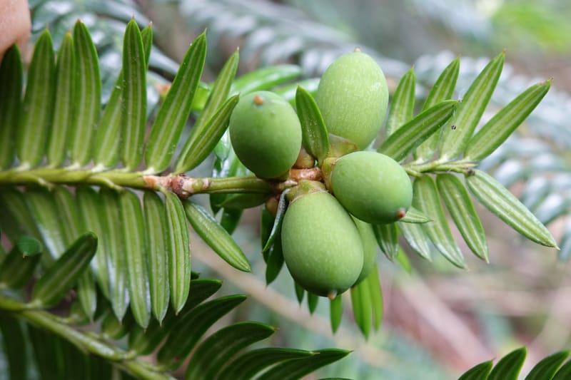 Torreya nucifera--Japan. Niigata. Trail along Sekikawa River. 29 May 2016. DSC05504 (119).JPG