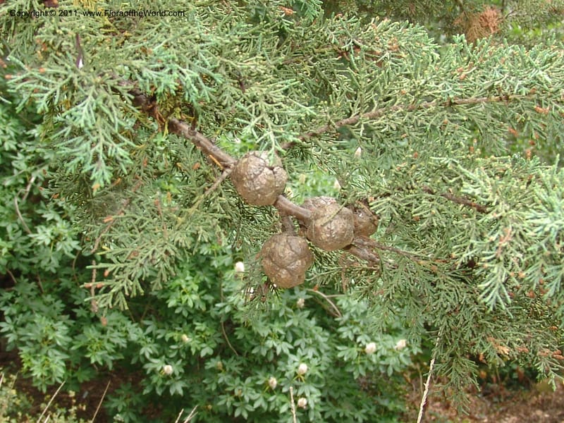 Cupressus abramsii, 76.0133--CA. UC Berkeley Bot. Garden. 31 May 07. 597.jpg