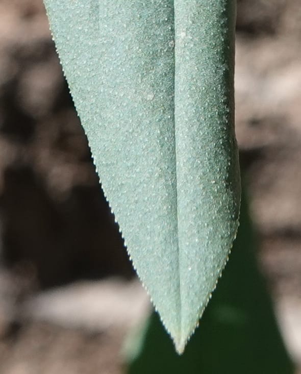 Mertensia ciliata, C. Davidson 13875--ID. Fremont Co. Sawtelle Pk. Stop 7. 30 Jul 2018. DSC08259 (11).JPG