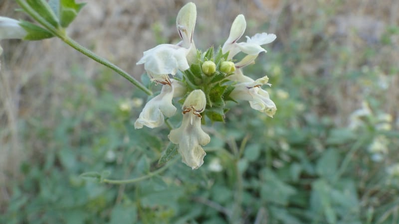 Stachys ballotiformis, A. G. Miller 132.11--Iraq. Kurdistan. Shakh-i Pira Magun. Gueza Khan. 11 June 2010. 089 (5).jpg