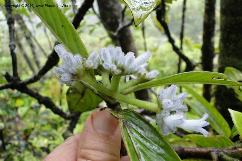 Psychotria, J. Munzinger 6525--New Caledonia. Tchamba River Valley. 15 Feb 2011. 129 (6).jpg