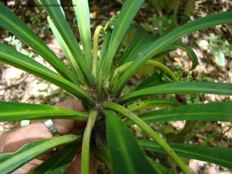 Phelline dumbeensis,  Barriera, G 131102-12--New Caledonia, Prov N, Les Trois Creeks,  13 Nov 2007, 054 (16).jpg