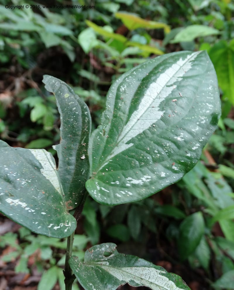 Piper, Davidson, C 12747--Sabah. Sg. Nelumad. 12 Oct 2014. DSC04383 (92).JPG