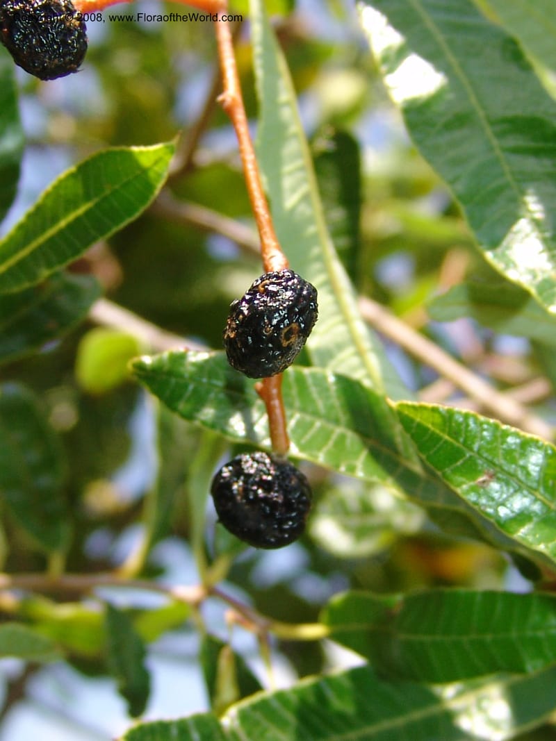 Ozoroa paniculosa--So.Africa. Mpumal. twd Rietfontein. 16 Mch 05. 364.jpg