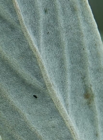 Petalidium ohopohense, L. Nanyeni 1285--Namibia. Hwy 3031. Odom 155. 31 Mar 2018. DSC04738 (16).JPG