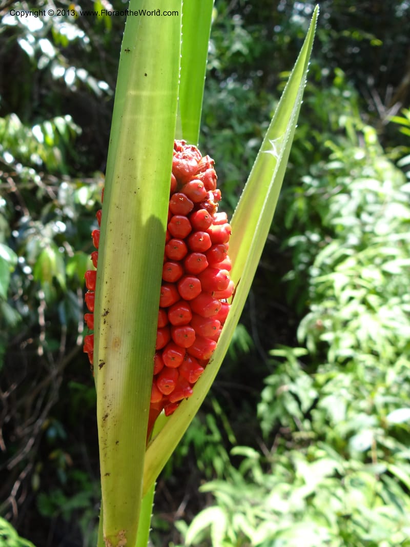 Pandanus pugnax, Callmander 1035--Malaysia, Sabah. Meliau Range. Ulu Tongod For. Res. 8 Apr 2012. DSC07780 (15).JPG