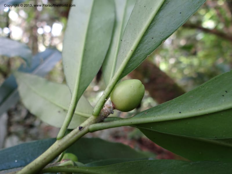 Daphne sureil, VC 5470--Thailand. Chiang Mai Prov. Doi Suthep Pui Nat. Park. 7 Nov 2012. DSC07362 (53).JPG