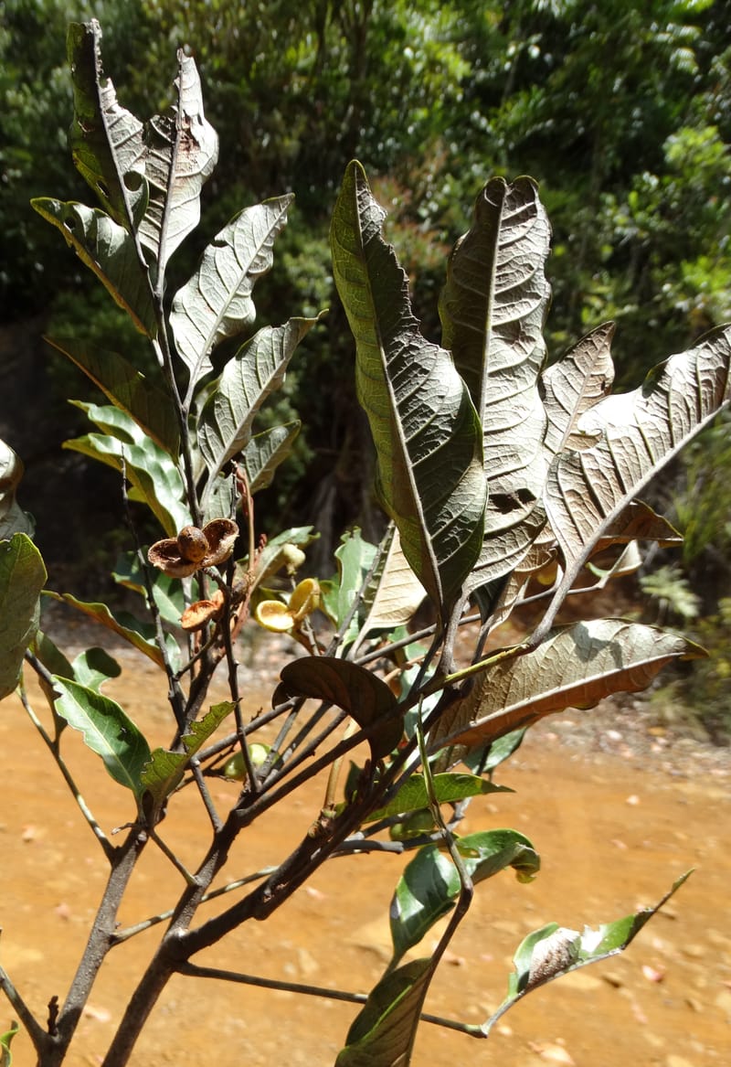 Lepidocupania lepidota, Callmander, M 1239--New Caledonia. Mont Dzumac. 12 Nov 2015. DSC01563 (334).JPG