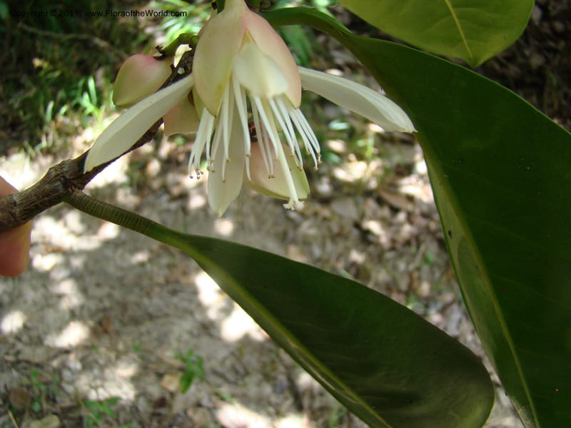 Crossostylis grandiflora,  Munzinger, J 4754--New Caledonia, Prov N, Les Trois Creeks,  13 Nov 2007, 024 (11).jpg