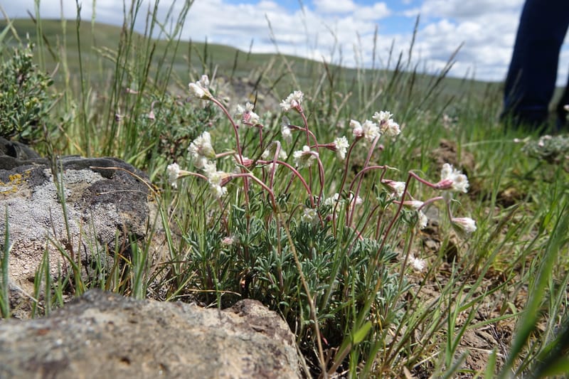 Eriogonum thymoides, C. Davidson 13549--ID. Blaine Co. Rock Creek Preserve. TNC. 13 May 2017. DSC00171 (164).JPG