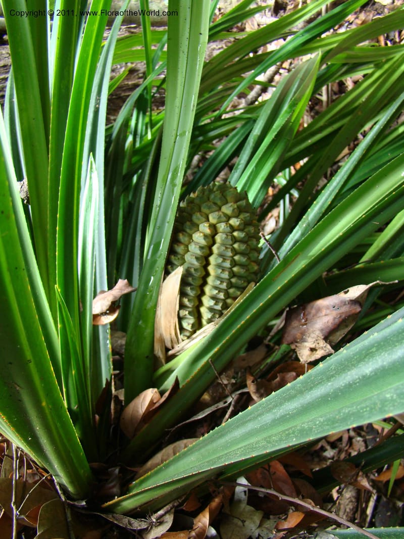 Pandanus balansae, M. Callmander 828--New Caledonia. Mont Dzumac road. 23 Jan 2010. 001 (596).jpg