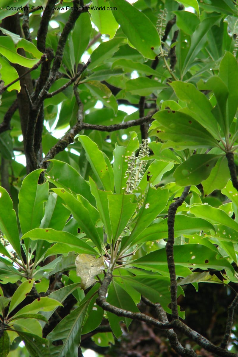 Diplopanax vietnamensis, Regalado 1726--Viet Nam. Thua Thien Hue Prov. Phu Loc Distr. Bach Ma. 13 Apr 09. 005.jpg
