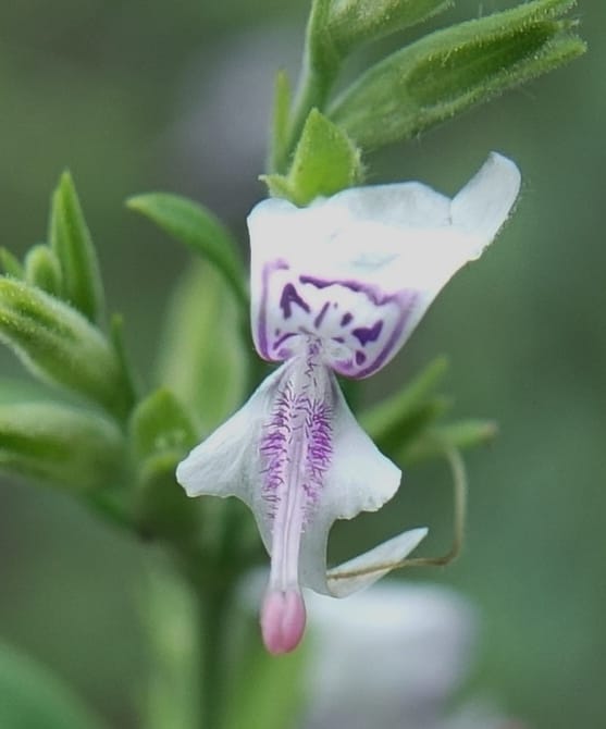 Hypoestes forskaolii, L. Nanyeni 1270--Namibia. Hwy D2860, 0.5 km E of Peace Garden Lodge. 30 Mar 2018. DSC04262 (55).JPG