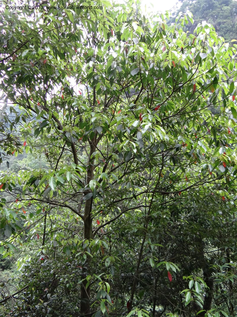 Elaeocarpus japonicus, Davidson, C 12003--China. Anhui Prov. San Qing Shan. 4 Jun 2012. DSC01825 (121).JPG