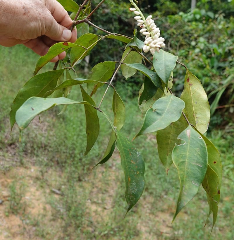 Stachyothyrsus staudtii, C. Davidson 14054--Gabon. Maboumine. 23 Oct 2019. DSC01631 (140).JPG