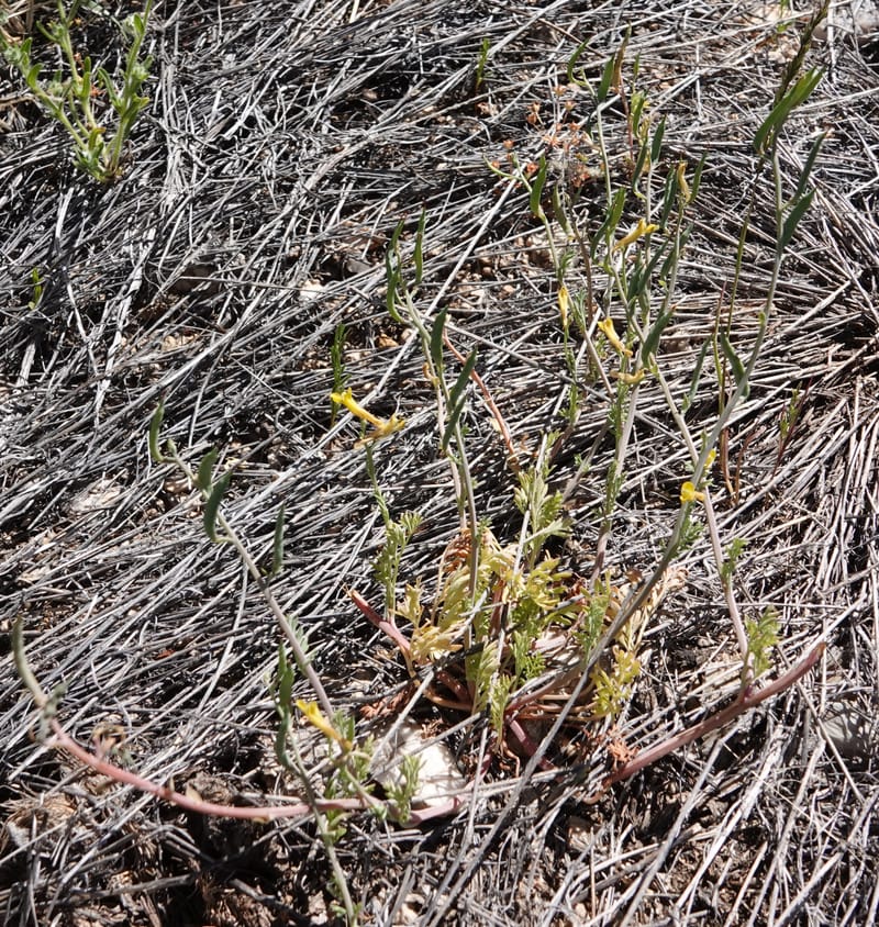 Corydalis aurea, C. Davidson 13982--AZ. Pima Co. Mt. Lemmon. Molino View Parking. 8 Apr 2019. DSC (251).JPG