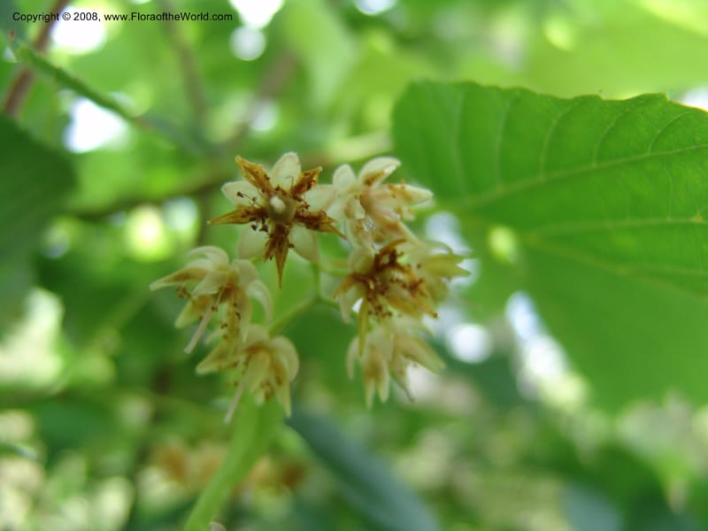 Tilia americana v. caroliniana--TX. Johnson Wildflower Center. 13 Jun 04. 008.jpg