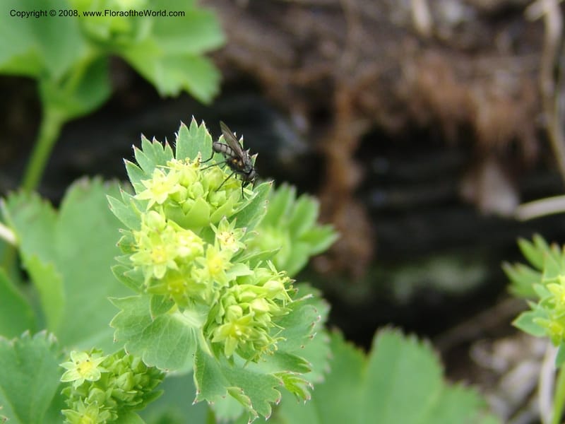 Alchemilla--Georgia. Kazbeki . Trail-road to Sameba Church. 2 Jun 05. 420.jpg