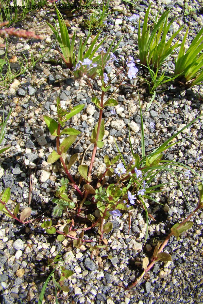Veronica americana, C. Davidson 11464--ID. Valley Co. Warm Lake. 16 June 2009. 067.jpg