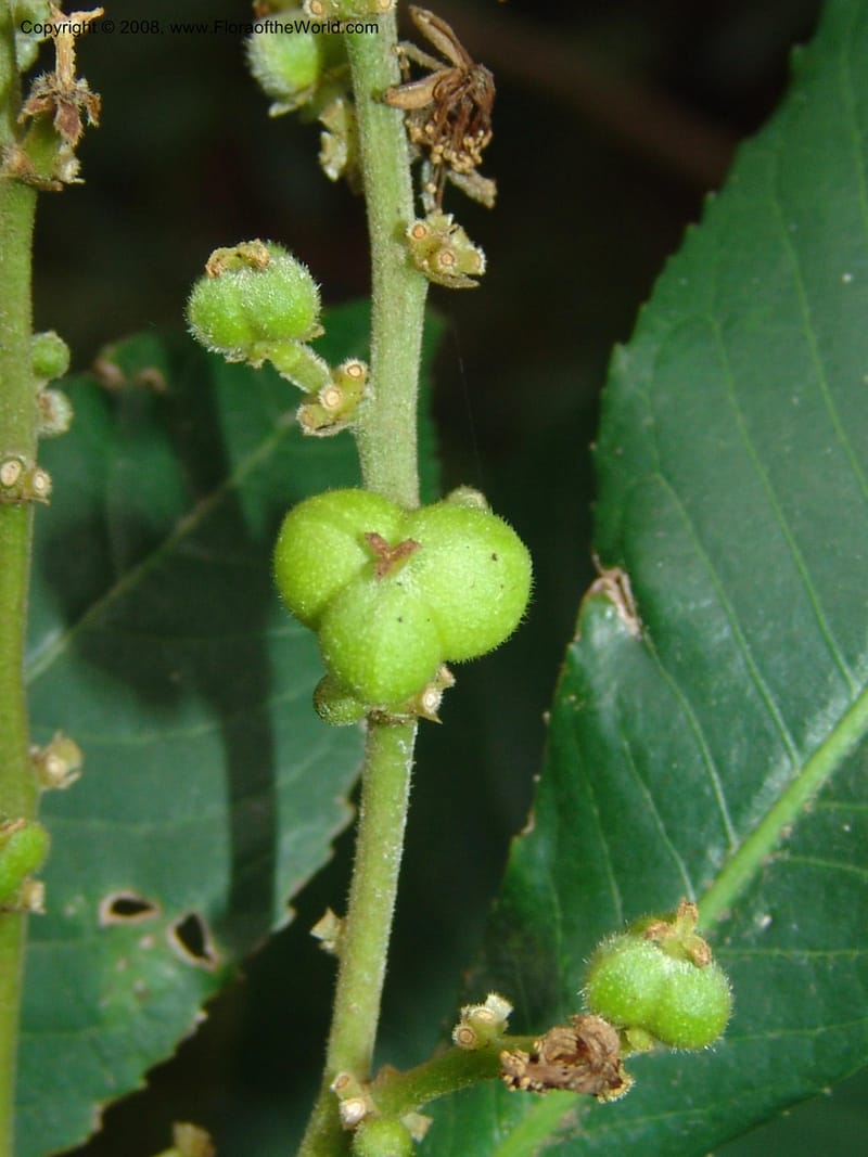 Argomuellera macrophylla--So. Africa. Lowveld Nat. Bot. Gard. 14 Mch 05. 430.jpg