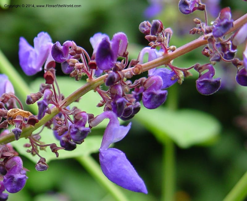 Plectranthus--Cameroon. Mt. Cameroon. 6 Dec 03. 106a (2).jpg
